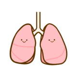 基本・元気な肺
