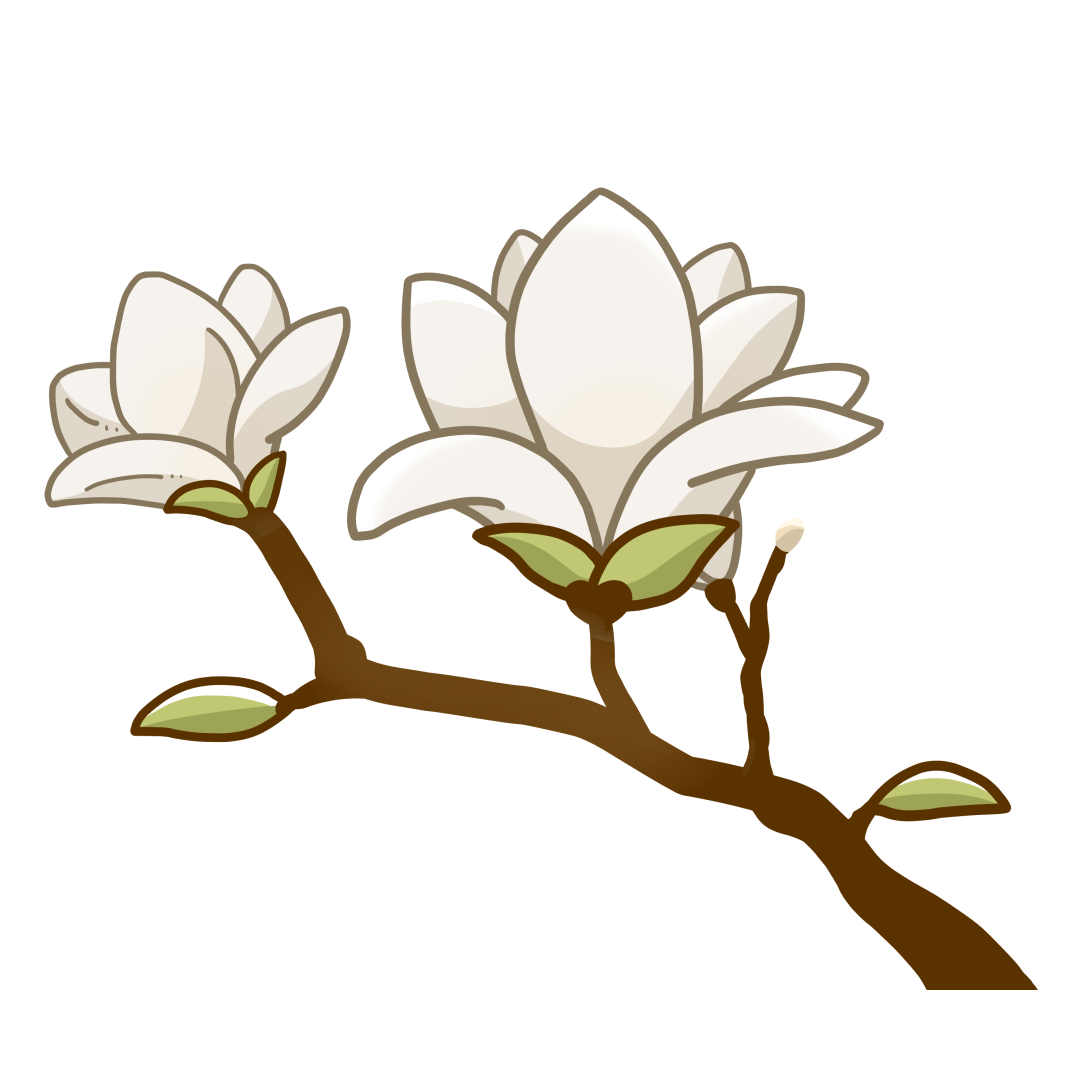 生活・植物・花・春】木蓮（ハクモクレン）のかわいいフリーイラスト | フタバのフリーイラスト