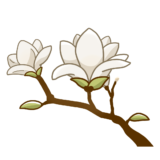 【生活・植物・花・春】木蓮（ハクモクレン）のかわいいフリーイラスト