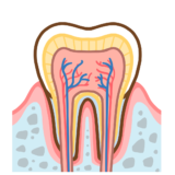 【医療・歯・歯科】歯の断面図のフリーイラスト
