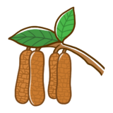 【生活・植物】ハンノキのかわいいフリーイラスト